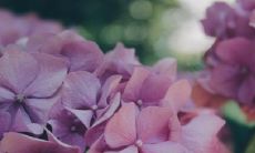 为什么家中不能养瑞香花 如何科学养护