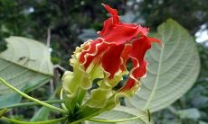 风水学上为什么不能养兰花 有什么忌讳