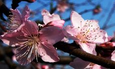 客厅里为什么不能出现梅花 有什么寓意