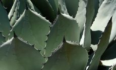 芦荟十二月开花好不好 家中种植禁忌