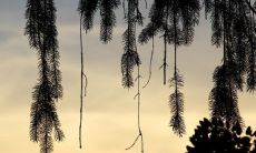 家里摆红色银柳好不好 适合放在什么方位