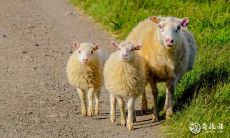 羊与鼠是绝命婚姻 羊鼠婚姻危害有多大