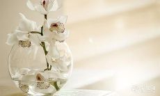 最终感情赢家的生肖女 口才最厉害的生肖女