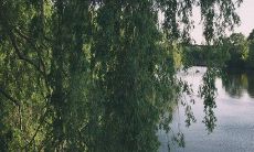 雪柳放家里有忌讳吗 有什么寓意