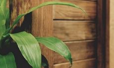 家里养文竹带来灾难是真的吗 是吉是凶