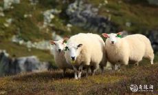 羊男为什么很喜欢猪女 两人性格如何