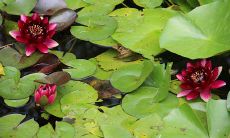 哪些家居摆设会增加财运 财位摆放绿植