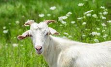 羊和鼠结婚,对谁不利 羊鼠相逢一旦休什么意思