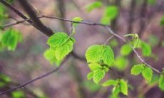 尤加利放卧室会影响睡眠吗 家中摆放风水禁忌