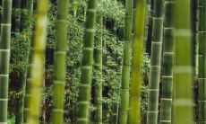 为什么养文竹会倒霉 哪里摆会旺财