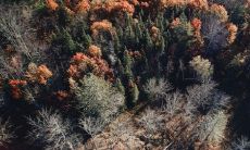 家里养罗汉松风水好吗 摆放禁忌