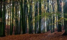 一进门看到龙须树好吗风水禁忌