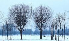 香樟树种在庭院的哪个位置好 风水禁忌有什么