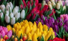 提升运气的花卉有哪些