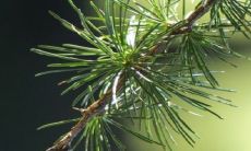 家里养罗汉松风水好吗旺不旺财