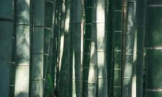 家里为什么不能养凤尾竹 是风水作用不好吗