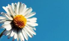 小盼菩提树的风水作用 有什么禁忌