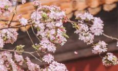 2023年3月24日出生的女孩命运如何，男孩五行缺什么