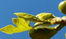 无花果风水适合种哪里 是吉还是是凶树