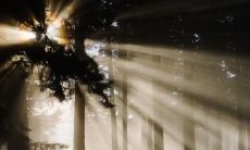 为什么门前不能种香椿树 有什么禁忌