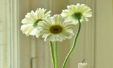 为什么家里千万不可养昙花 不吉利吗