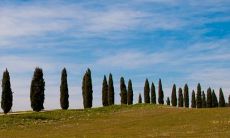 大门左边有棵杏树好吗 门前栽树的禁忌