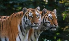 为什么说虎女难嫁 和哪个生肖最配