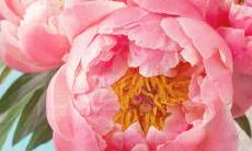 哪些星座男生对妻子一心一意