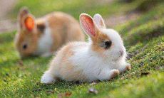 属兔几月出生命苦 属兔几月出生最好命运