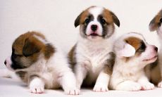 男94年狗和女96年鼠属相相配吗