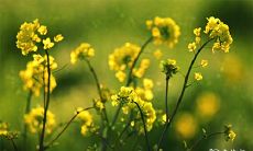 出生日干支 出生日干支看婚姻