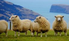 属羊的比属狗大3岁结婚后果 二人一起对谁不利