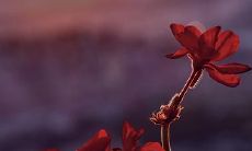 92年12月30日是什么命 农历十二月初七出生命运