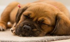 男94年狗和女96年鼠属相相配吗 二人八字合吗