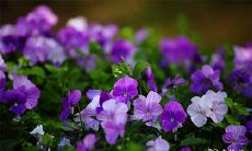 92年12月29日是什么命 农历十二月初六出生命运