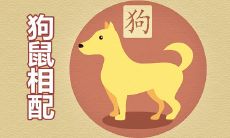 男94狗女96鼠婚配会有好结果吗