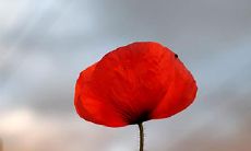 92年12月26日是什么命 农历十二月初三出生命运