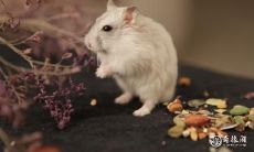 属鼠的与属马的在一起幸福吗 属鼠和属马相冲怎么办