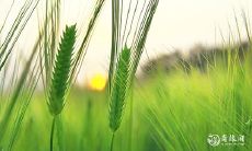 有钱人看得上的生肖女 命里有人帮的生肖女