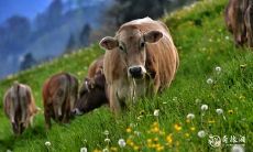 属牛女一见钟情喜欢的生肖 属牛女喜欢什么男人