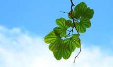 称骨歌准吗 称骨歌中什么命比较好