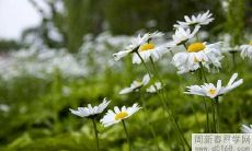 什么样的人适合在家里养龟 风水知识