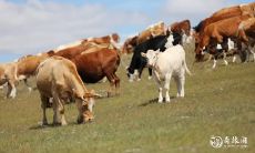 属牛跟属鸡的姻缘怎么样 建议和注意事项