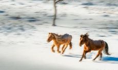 属马女婚恋 属马的女人婚姻好不好