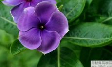 十二星座中谁是因为爱面子不主动联系喜欢的人的星座