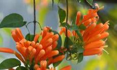 十二星座合作运势最好的星座是谁