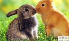 2022年8月属兔的人各方面运势运程怎么样