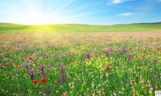 无论妻子有多好仍然会有情人的星座男有哪些