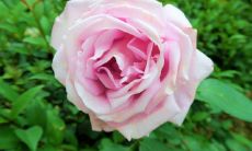 十二星座中哪些星座的微笑是一把温柔的刀