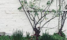 房子右边树高过房子好吗 怎么化解